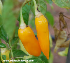 Afbeeldingsresultaat voor aji habanero hot pepper