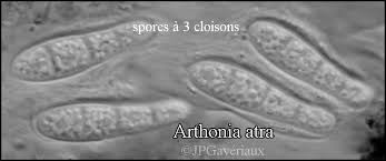 Attēlu rezultāti vaicājumam “Opegrapha atra”