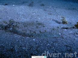 Image result for Parophrys vetulus