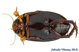 Attēlu rezultāti vaicājumam “Dytiscidae”