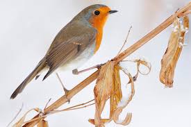 Attēlu rezultāti vaicājumam “Erithacus rubecula adult”