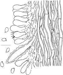 Attēlu rezultāti vaicājumam “Junghuhnia collabens”