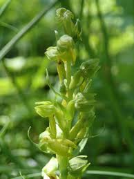 Attēlu rezultāti vaicājumam “Coeloglossum viride”