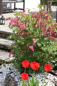 Image result for tränendes Herz