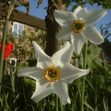 Attēlu rezultāti vaicājumam “Narcissus poeticus”