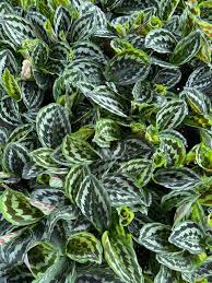 Attēlu rezultāti vaicājumam “Comatricha elegans stalked”