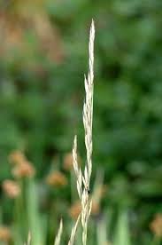 Attēlu rezultāti vaicājumam “Festuca rubra subsp. rubra fruit”