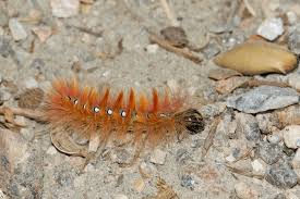 Attēlu rezultāti vaicājumam “Acronicta aceris larva”