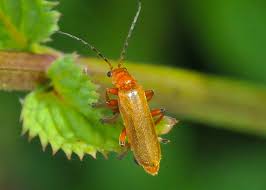 Attēlu rezultāti vaicājumam “Cantharis livida”