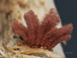 Attēlu rezultāti vaicājumam “Arcyria affinis stalked”