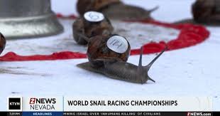 Image result for World Snail Racing Championships