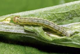 Attēlu rezultāti vaicājumam “Agonopterix aranella”