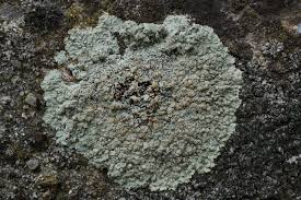 Attēlu rezultāti vaicājumam “Lecanora muralis”