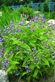 Image result for Penstemon