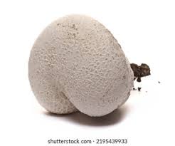 Attēlu rezultāti vaicājumam “Langermania gigantea”