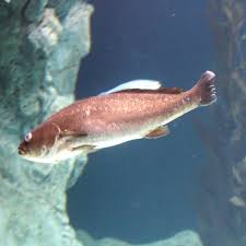 Image result for Argyrosomus coronus