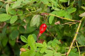 Attēlu rezultāti vaicājumam “Trifolium aureum fruit”