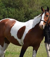 Image result for Greenways Riding Stable Lower Eashing