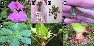 Attēlu rezultāti vaicājumam “Impatiens glandulifera fruit”