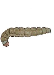 Attēlu rezultāti vaicājumam “Plutella xylostella”