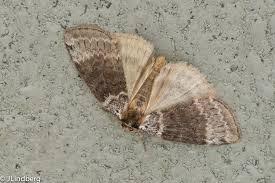 Attēlu rezultāti vaicājumam “Tetheella fluctuosa”