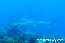 Image result for Negaprion acutidens