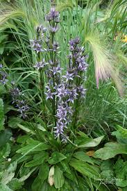 Attēlu rezultāti vaicājumam “Swertia perennis leaf”