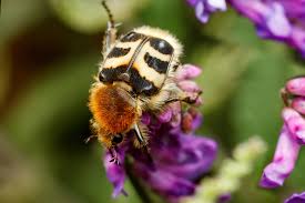 Attēlu rezultāti vaicājumam “Trichius fasciatus”