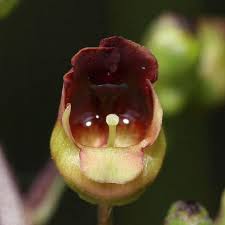 Attēlu rezultāti vaicājumam “Scrophularia nodosa fruit”