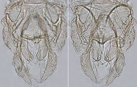 Attēlu rezultāti vaicājumam “Tanytarsus”