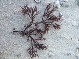 Attēlu rezultāti vaicājumam “Furcellaria lumbricalis”