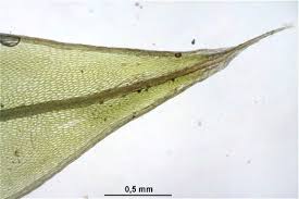 Attēlu rezultāti vaicājumam “Bryum schleicheri”