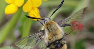 Attēlu rezultāti vaicājumam “Hemaris tityus”