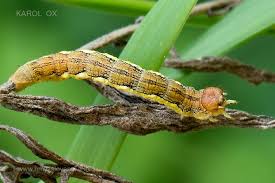 Attēlu rezultāti vaicājumam “Erannis defoliaria larva”