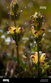 Attēlu rezultāti vaicājumam “Pedicularis sceptrum-carolinum leaf”