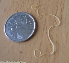 Attēlu rezultāti vaicājumam “Nematomorpha”