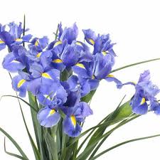 Image result for Iris