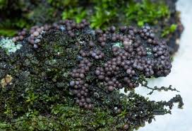 Attēlu rezultāti vaicājumam “Physarum ovisporum sessile”