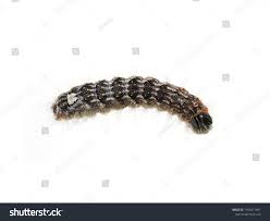 Attēlu rezultāti vaicājumam “Acronicta megacephala larva”