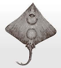 Image result for Dipturus laevis