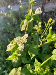 Attēlu rezultāti vaicājumam “Fagopyrum esculentum”