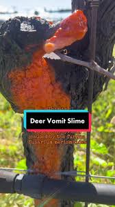 Attēlu rezultāti vaicājumam “Didymium verrucisporum stalked”