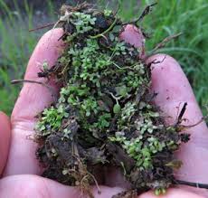 Attēlu rezultāti vaicājumam “Riccia rhenana”