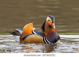 Attēlu rezultāti vaicājumam “Aix galericulata male”