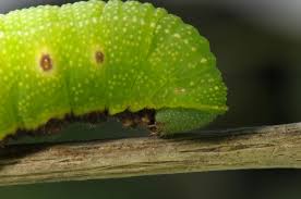 Attēlu rezultāti vaicājumam “Hemaris fuciformis”