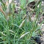 Attēlu rezultāti vaicājumam “Dianthus arenarius leaf”
