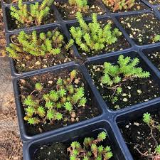 Attēlu rezultāti vaicājumam “Sedum sexangulare”