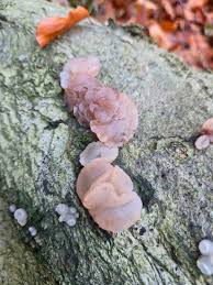 Attēlu rezultāti vaicājumam “Amaurochaete fusiformis macro”