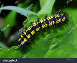 Attēlu rezultāti vaicājumam “Euphydryas maturna larva”