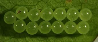 Attēlu rezultāti vaicājumam “Pentatomidae eggs”